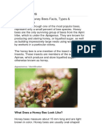 Overview of Honey Bees Facts, Types & Characteristics