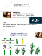 BIO Introduction To Genetics