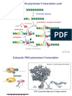 BIO Genetics Eukaryote Transcription