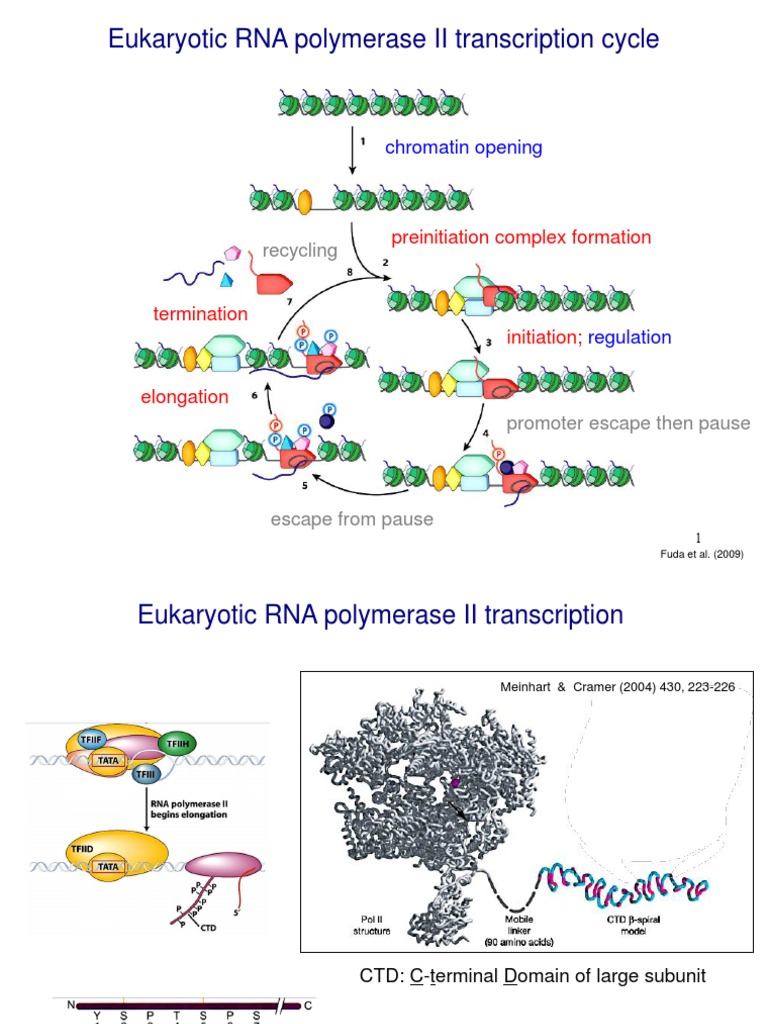 RNA Polymerase II Transcription Cycle | PDF | Messenger Rna | Rna Splicing