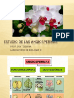 9210F71D-88D-Angiospermas Raiz Tallo Hoja