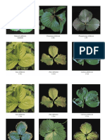 Fisiologia Vegetal S-5