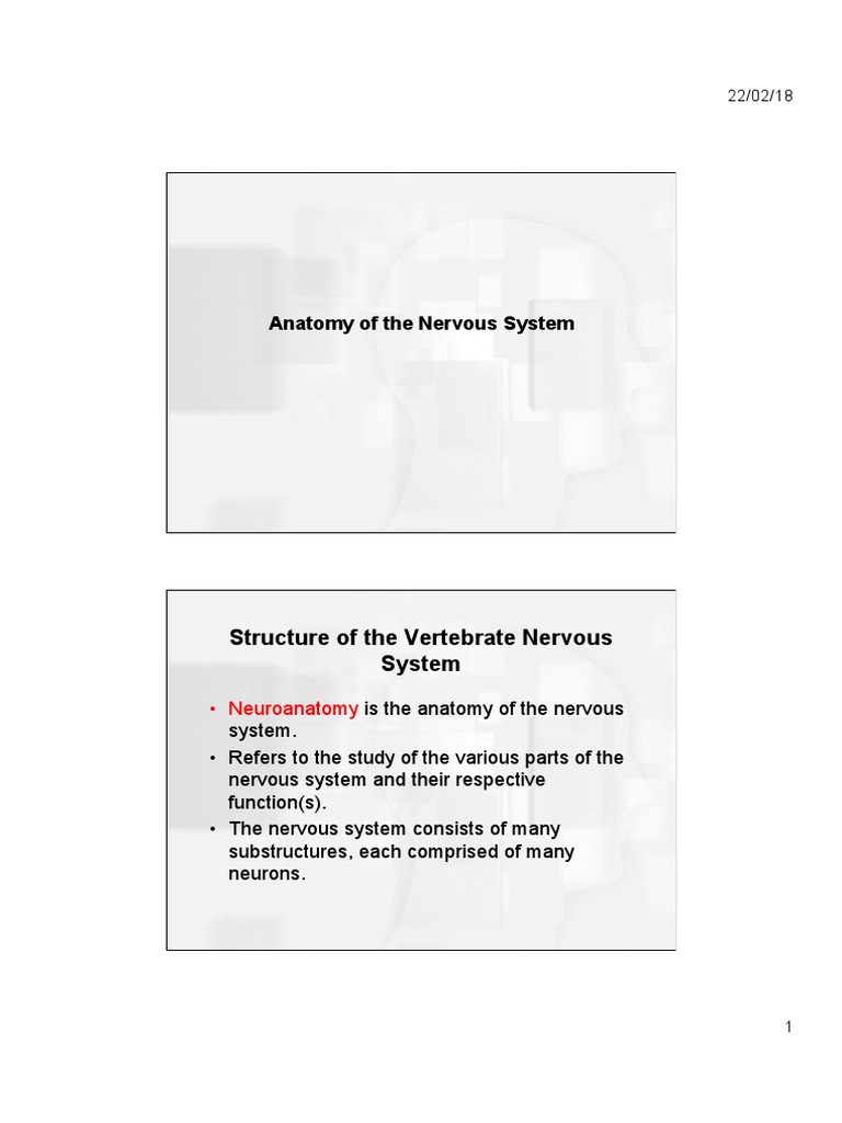 Anatomy of The Nervous System | PDF | Cerebrum | Nervous System