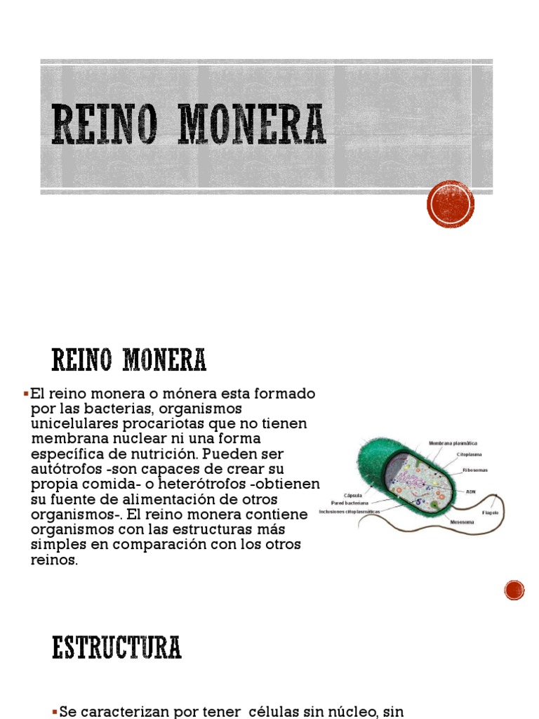 Reino Monera | PDF | Las bacterias | Biología Celular)