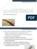 BUNOSTOMUM