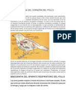 Bibliografia Del Corazón Del Pollo