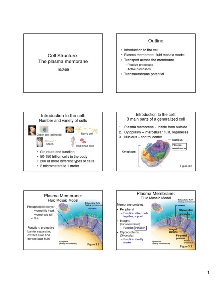 Cell Structure: Plasma Membrane Overview | PDF | Cell Membrane | Cell ...