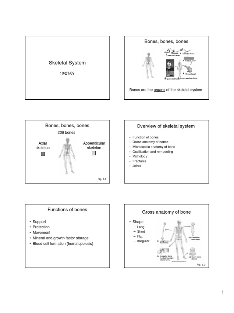 Overview of the Skeletal System | PDF | Osteoblast | Bone
