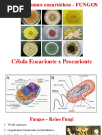 Célula Eucariota - Fungos