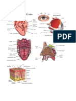 Los 5 Sentidos y Sus Partes