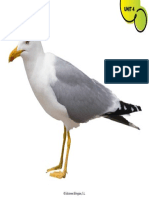 5c089 Seagull