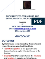 Prokaryotes Structure and Environmental Microbiology: Prof. Evelyn Madoroba Email: Office Number: 250