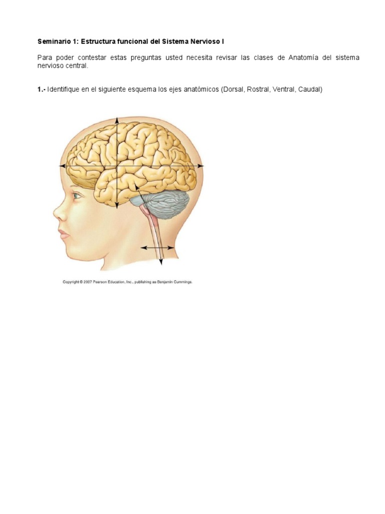Estructura y Funciones del Sistema Nervioso | PDF | Cerebro | Neurona