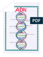 ADN Erika Topón.pdf