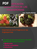 Filogenia de Angiospermas 2018-1