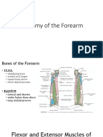Anatomy of The Forearm