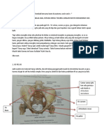 Anatomi Osteo Swin 43-51