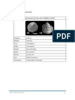 foram bentonik