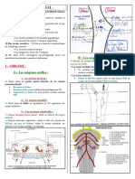 Anatomie 11