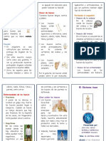 El Sistema Oseo Triptico