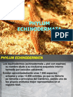 Clase 9 Phylum Echinodermata