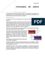 Anatomía Microscópica Del Sistema Circulatorio