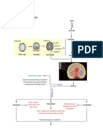 Pathway Omphalocele