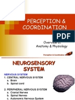 Perception & Coordination: Overview of Anatomy & Physiology