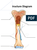 bone structure diagram