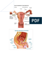 Aparato Reproductor Femenino