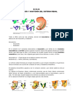 M 29-30 Embriología Y Anatomía Del Sistema Renal