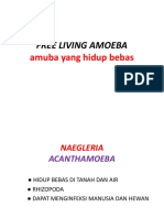 Free Living Amuba