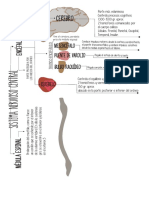 Sistema Nervioso Central
