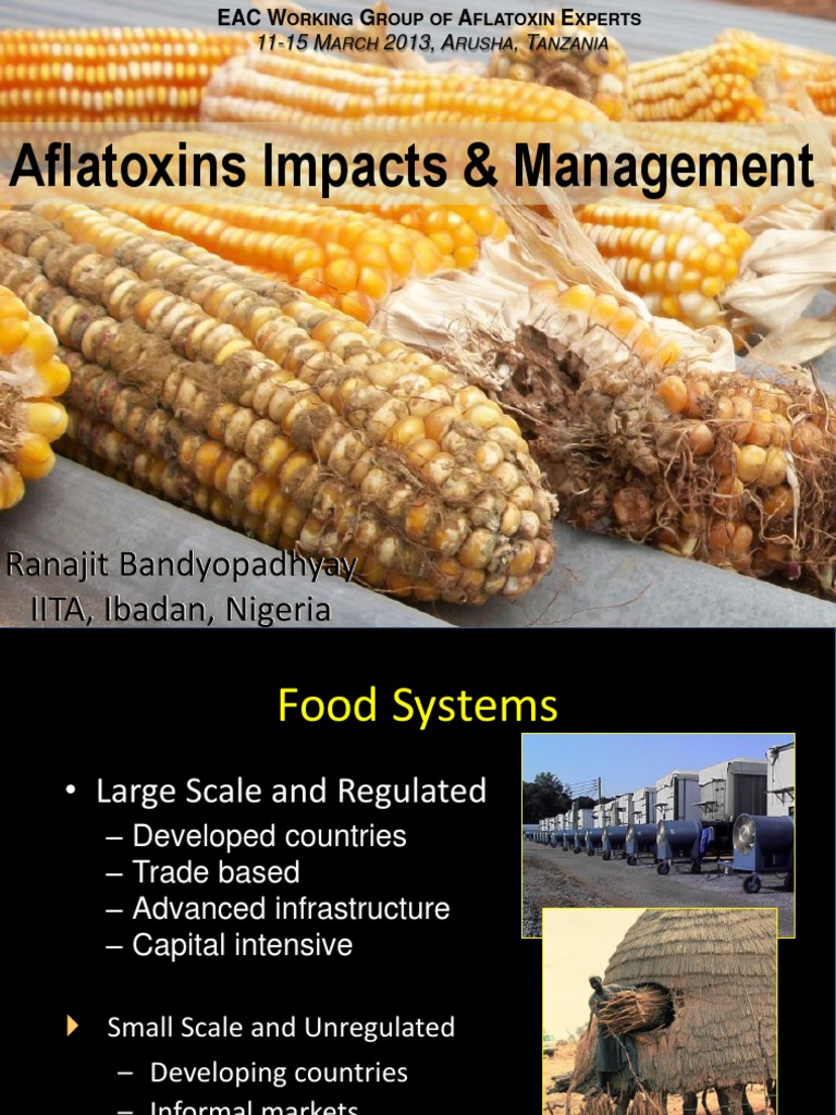 Aflatoxin Risks and Management Strategies | PDF | Peanuts | Agriculture