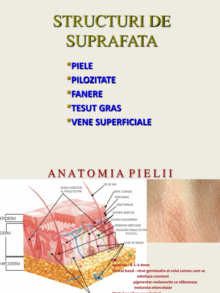 Anatomie: Structuri de Suprafata | PDF