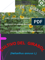 Cultivo-Del-Girasol.pptx