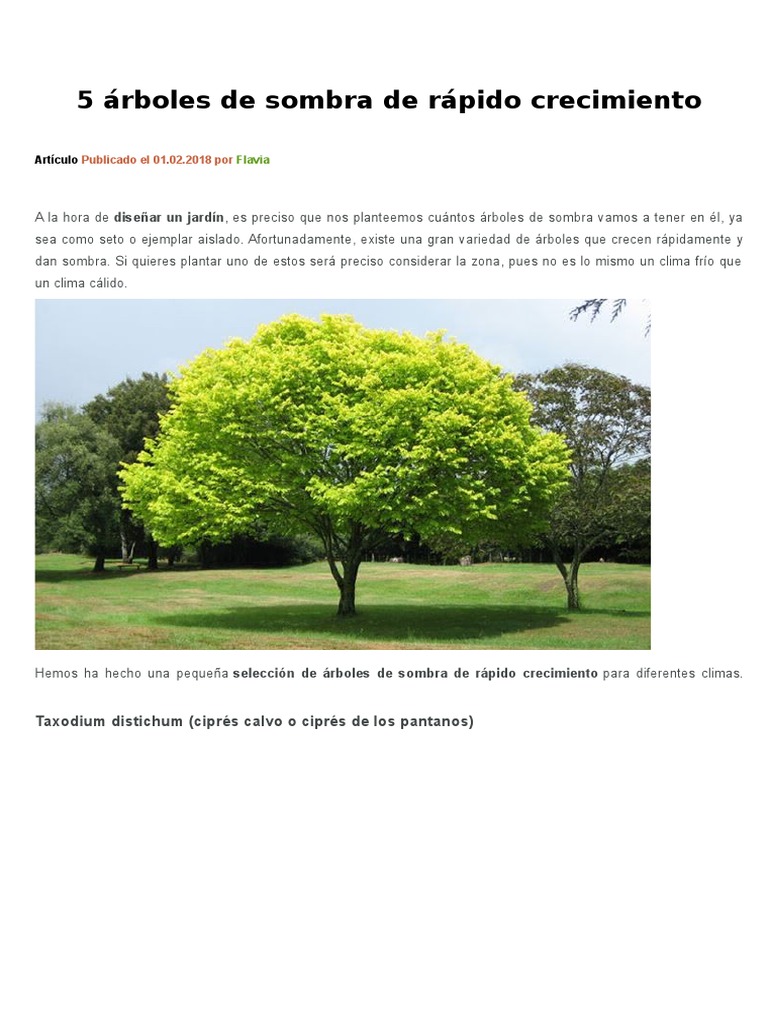 5 Árboles de Sombra de Rápido Crecimiento | PDF | Arboles | Clima