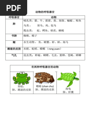 动物的呼吸器官