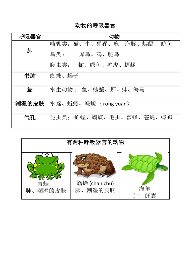 动物的呼吸器官 Pdf