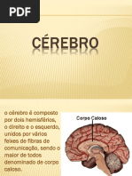 2 Cérebro