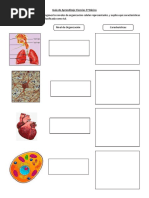Guía de Aprendizaje Ciencias 5º Básico