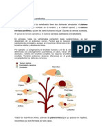 Sistema Nervioso de Los Vertebrados