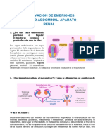 Observacion de Embriones - Cavidad Abdominal. Aparato Renal LAB EMBRIO