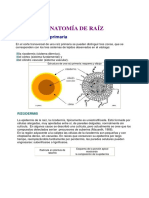 Anatomía de Raíz PDF