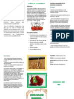 Alimentos Transgénios