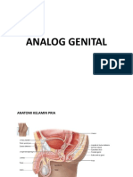 Analog Genital