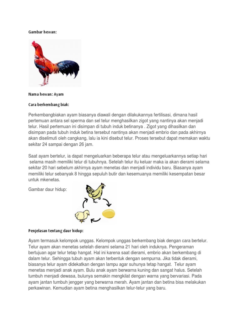 8700 Koleksi Gambar Proses Pertumbuhan Hewan Ayam HD