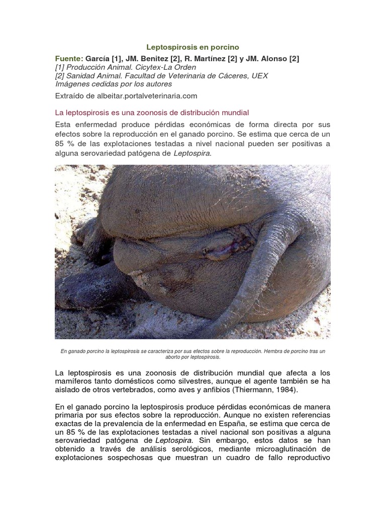 Leptospirosis en Porcino: Impacto y Tratamiento | PDF | Inmunología ...