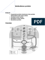 Metabolisme protein.docx