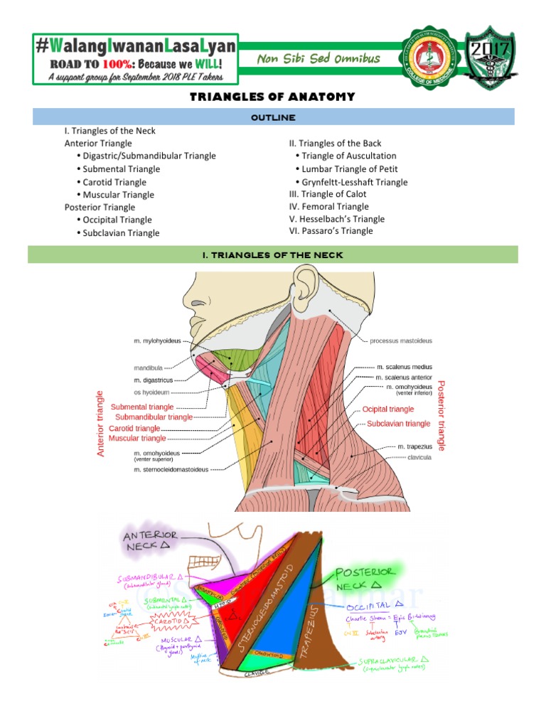 Triangles of Anatomy Common Carotid Artery Neck